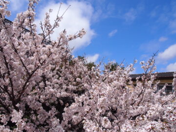 【クリニック】院内の桜の画像