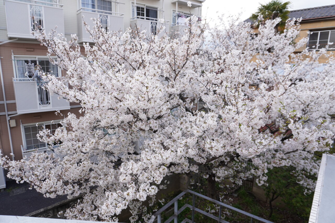 【クリニック】院内の桜　2025/4/8の画像